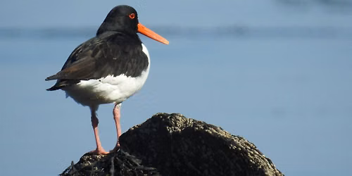 Looe Island | Birds, butterflies & more