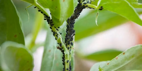 Master Gardener Presents: Pests, Pesticides and You