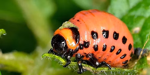 Pest, Disease, and W**d Management in Vegetable Gardens