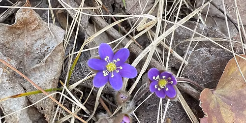 Treehaven Spring Hike Series