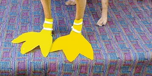 Adoption Event at Coastal Farm and Ranch - Auburn