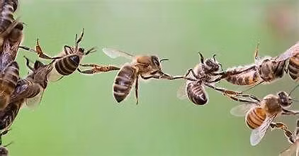 Outreach Fair and Potluck Feast