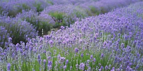 Bible & Pilates | 9AM HVH Lavender Fields