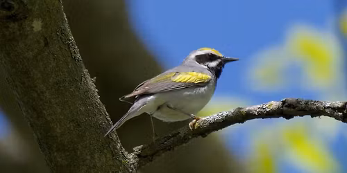 Spring City Bird Walk