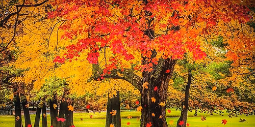 2026 FALLING LEAVES
