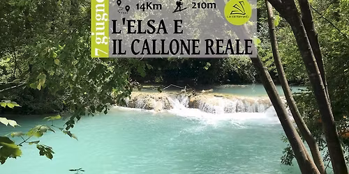 L'Elsa e il Callone Reale