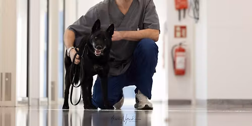 Lumbosacral overgangshvirvel (LTV) og vanlige skader hos hund