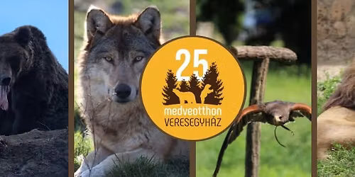 Predator program - bemutat\u00f3 a nagyragadoz\u00f3kkal