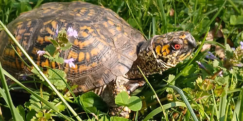 Turtle Feeding at Trailside Museum