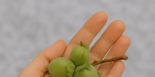 T\u0159i o\u0159\u00ed\u0161ky pro Popelku