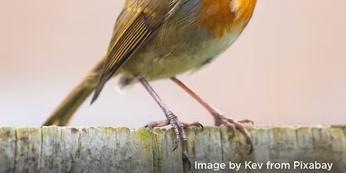 Robin - Drawing workshop