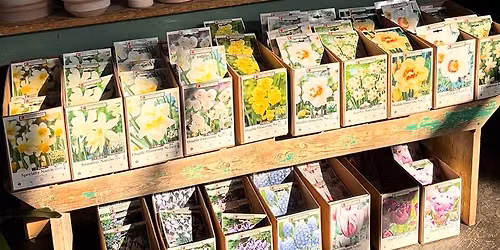 MO-Bot Member Speaker Series: Planting Fall Bulbs in Perennial Gardens