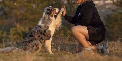 Nybegynnerkurs i Nosework med Kristine Sverdrup ! - Fullt med hund !