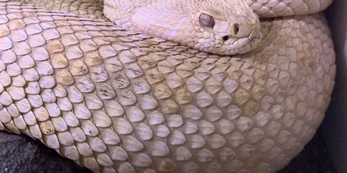 National Reptile Day!!!!!!