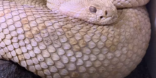 National Reptile Day!!!!!!