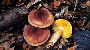 Fungi Identification Course - Woolley Firs, Saturday 7 November