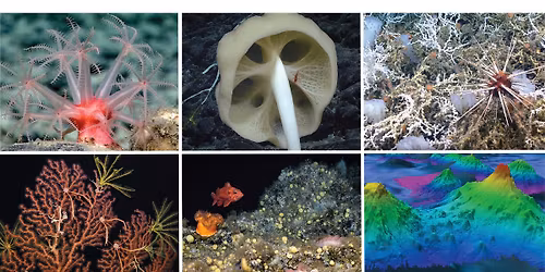 Educator Professional Development - Oases of Life: Seamounts and Deep-Sea Corals
