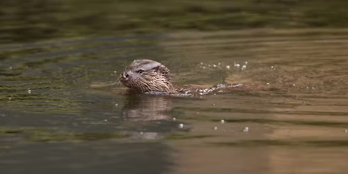 Otter Walk: Shipley & Saltaire