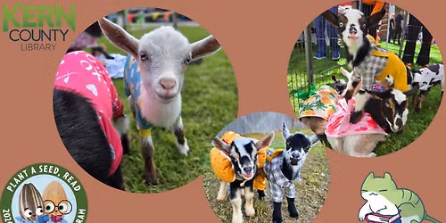 Golden Meadow Goats