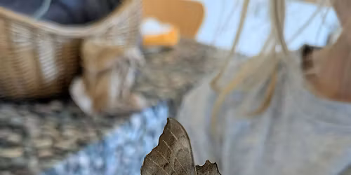 Family Moth trap and Walk at Lorton Meadows