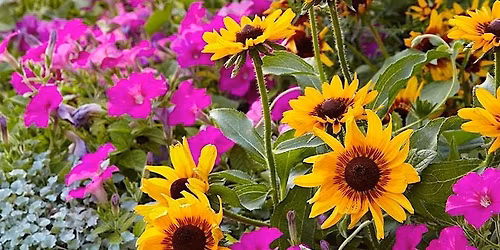 Dreaming of Fireflies: Native Plant  Workshop