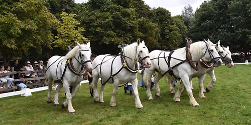 Les amis du cheval