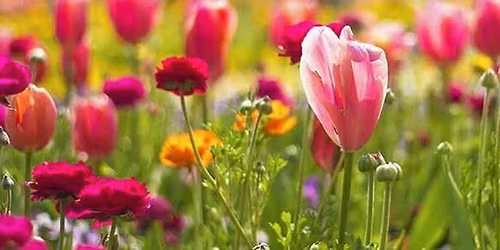 RHS Chelsea Flower Show - Wednesday All Day Tickets