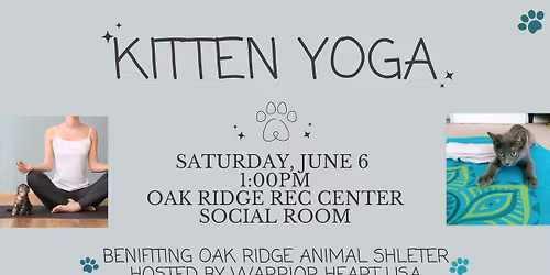 Kitten Yoga Fundraiser