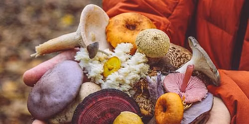 Mycology 101: What is a Mushroom?
