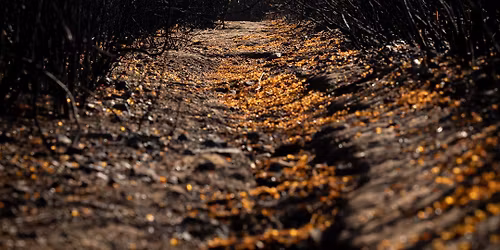 Full Moon Night Walk