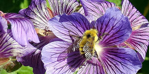 Landscapes That Listen: Welcoming Wildlife Through Thoughtful Design