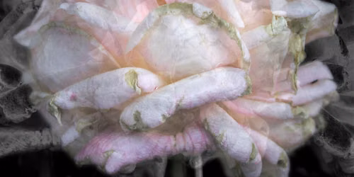 Exquisite Entropy: Photographs by Trish Simonite, 1972-2025