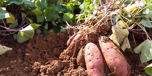 Sweet Potato Roundup