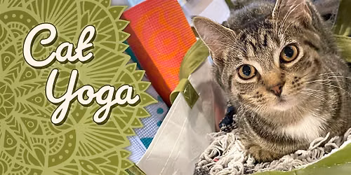 Cat Yoga at Catf\u00e9 Lounge!