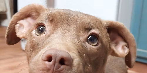 Bark 'N Paws Rescue Pet Fair