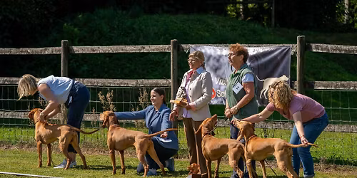 Vizslatag beim SC OG Sursee