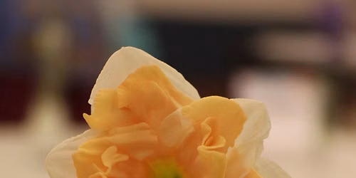 \u201cDaffodils and Michael Berrigan\u2019s Daffodil Hobby\u201d-Sept. OKDTS Mtg