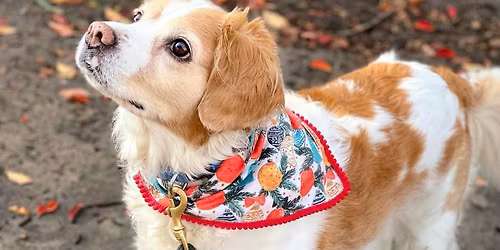 Dog Show: Learn to Sew a Dog Bandana