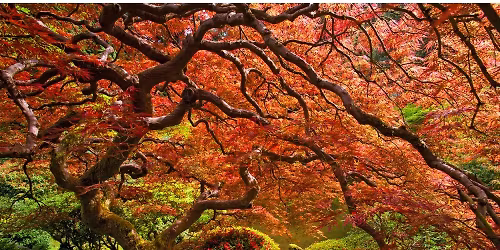 Grafting Japanese Maples: A Hands-On Workshop with Fritz McCall & Matthew Rollins