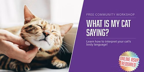 What Is My Cat Saying?