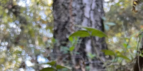 Nature Photography with Nature Nurture Bushcraft - ADULTS and FAMILIES