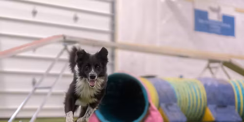 Agility for Beginners