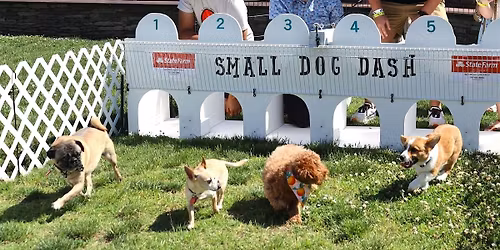 Sip, Savor & Wag: Peninsula SPCA Tailgate Festival