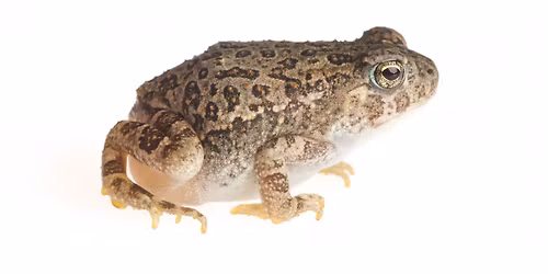 Ribbit Refuges & Native Toads: Presentation and Walking Tour
