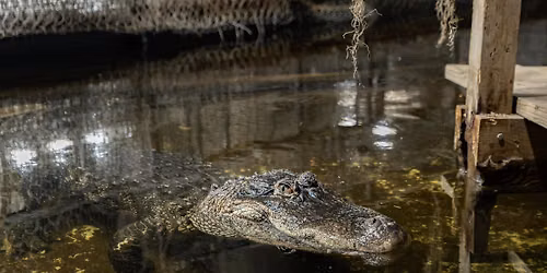 Croctoberfest