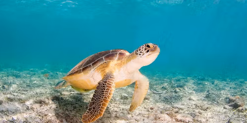 Turtely Awesome: Rehab Rangers