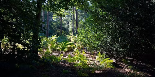 well-BEING in the woods