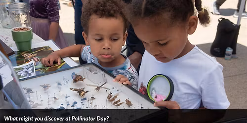 Pollinator Day at Presidio with Forest & Tree