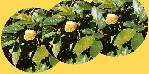 Tea in the Sandhills: How to Grow, Harvest, and Brew