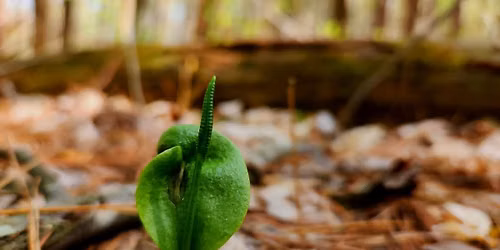 Dagstur S\u00e6trepollen